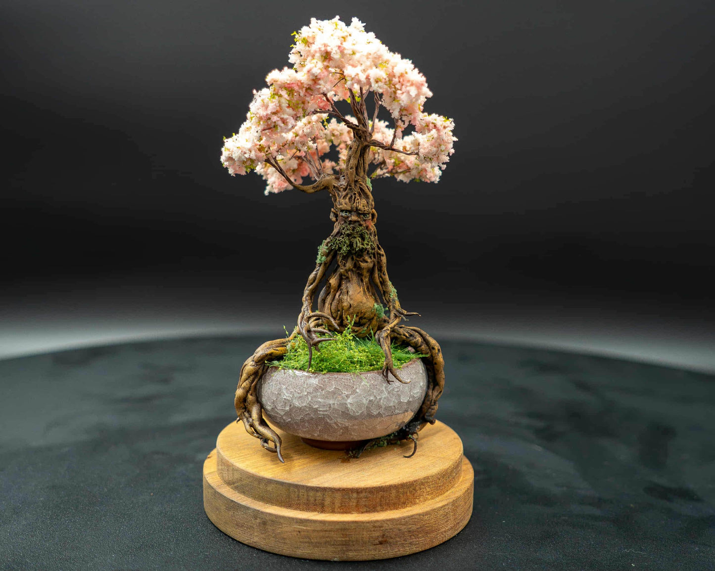 Bonsai Ent sous globe