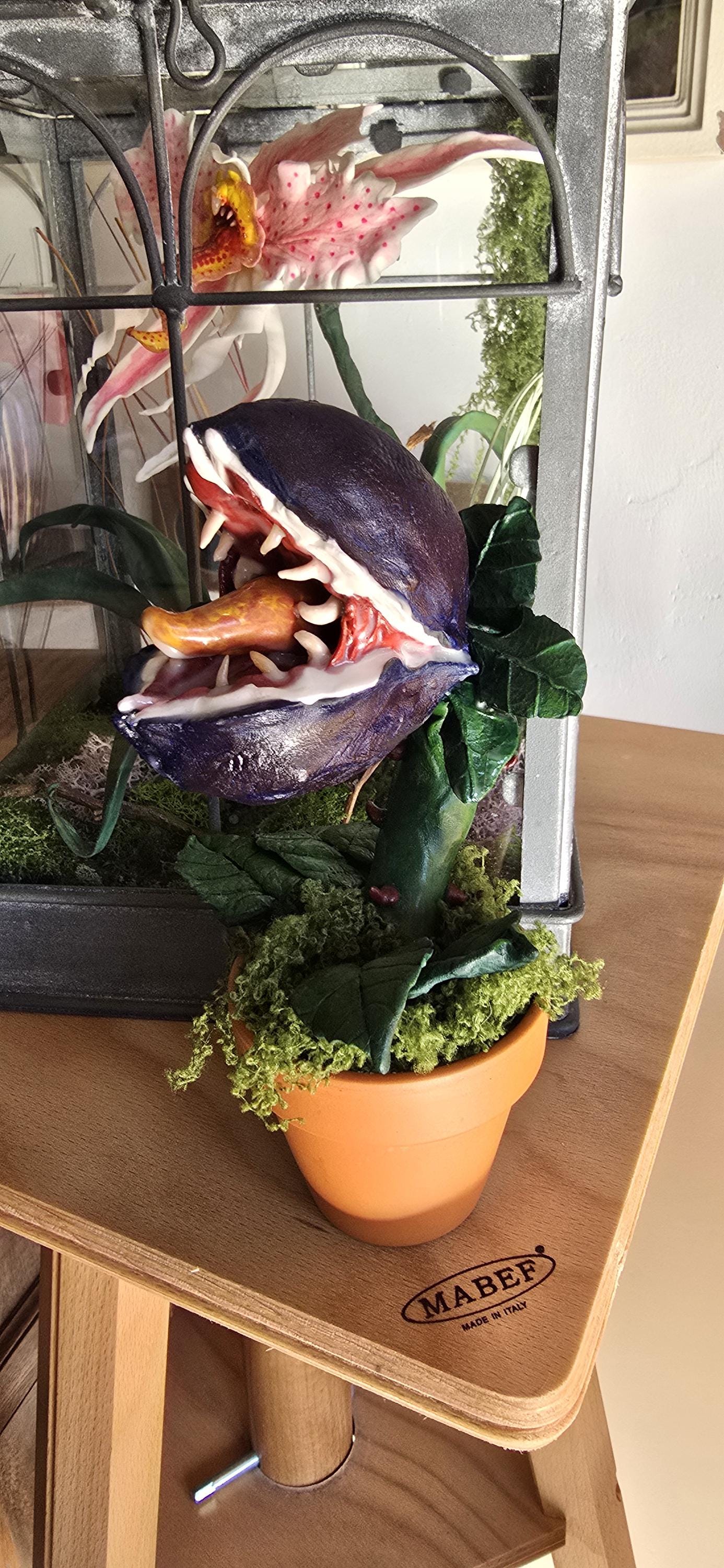 Plante carnivore