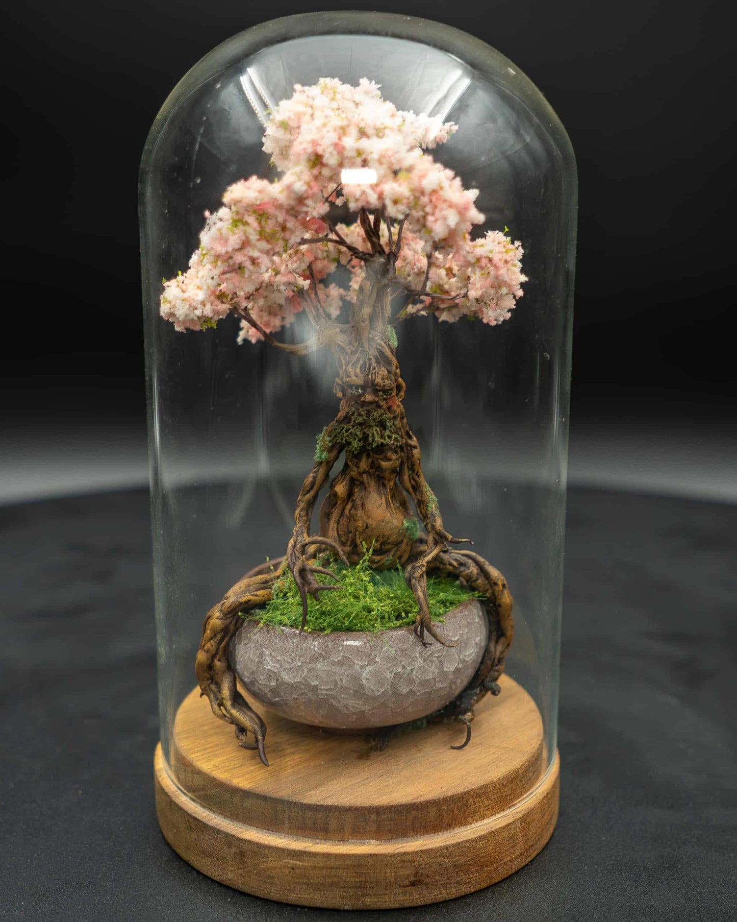 Bonsai Ent sous globe